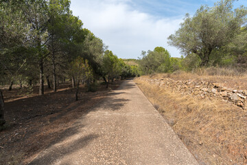 Fototapeta premium forest road in southern Spain