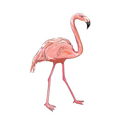 Pink flamingo vector illustration isolated.