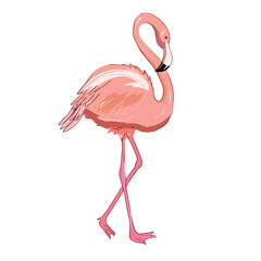 Pink flamingo vector illustration isolated.
