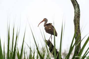 Glossy Ibis perched on tree stump at gator park in St. Augustine Florida.