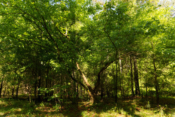 sun rays in the forest