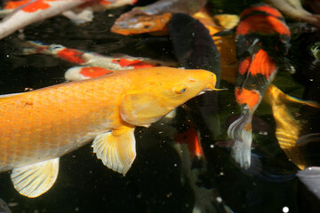 mixture of Large Japanese Koi