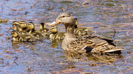 Mallard Duck Mother with Ducklings in Pond. Foothills Park, Santa Clara County, California, USA.