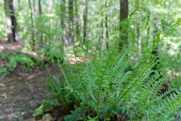 fern in the forest
