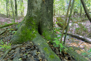 mossy tree in the forest
