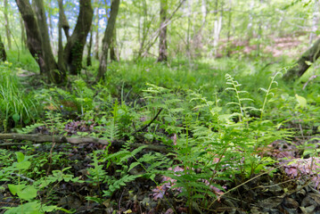 ferns in the forest