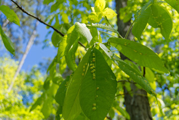leaves on a branch