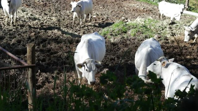 White cows in the corral in the open air eating hay
