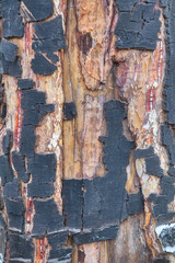 Close up of birch bark surface texture. Black-white striped and cracked natural texture of russian birch bark