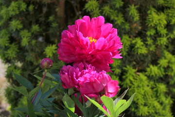 Peony, paeony or Pfingstrose, genus Paeonia, in Germany