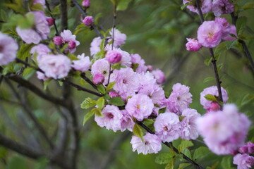 pink flower in spring. Cherry blossoms