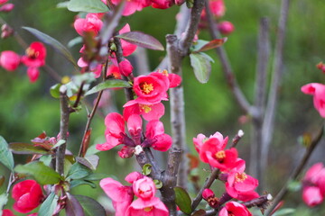 pink flowers in the garden in spring