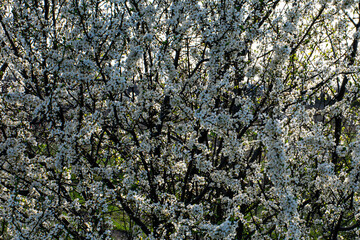 Blooming sakura tree. White petals.