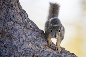 squirrel on tree