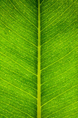 Macro close up of a bright green leaf showing individual detailed branches