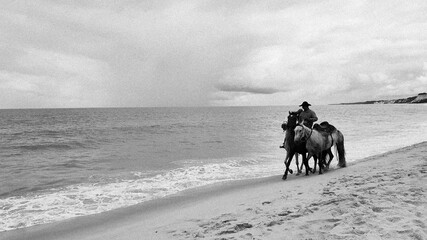 horses on the beach