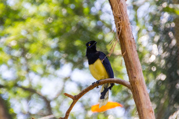 cancan rook, standing on a branch outdoors.