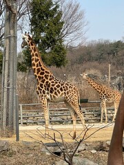 giraffe in the savannah