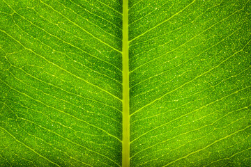 Macro close up of a bright green leaf showing detail of individual branches and texture