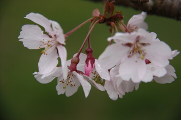 高遠小彼岸桜
高遠小彼岸
タカトオコヒガンザクラ
タカトオコヒガン