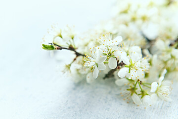 Beautiful white Plum Blossom on painted wooden background