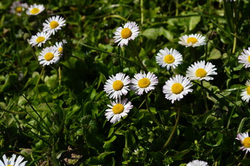 Lovely blossom daisy flowers background.