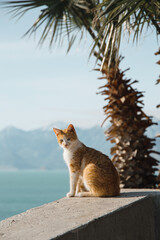 cat on the beach