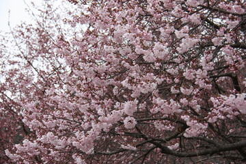 高遠小彼岸桜
高遠小彼岸
タカトオコヒガンザクラ
タカトオコヒガン