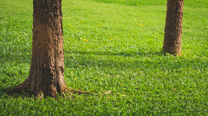Sunlight and shadow on surface of tree trunk on green lawn in public park area © Prapat