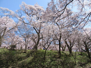 高遠小彼岸桜
高遠小彼岸
タカトオコヒガンザクラ
タカトオコヒガン