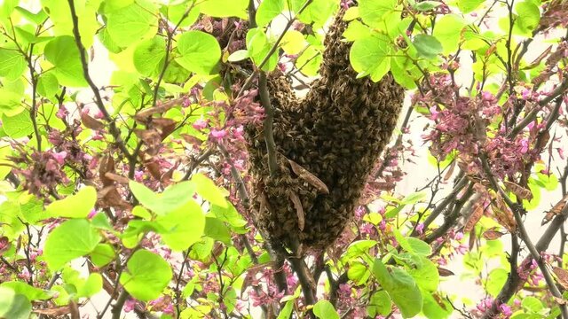 Italian bees flying on their hive on a tree in a park of Italy in Bologna city. Apis mellifera ligustica species.