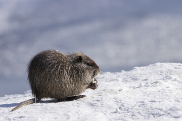 Coypu standing in the snow with food in its paws on a white-blue background (Myocastor coypus)