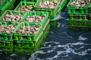 Fototapeta na wymiar Oysters growing systems, keeping oysters in concrete oyster pits, where they are stored in crates in continuously refreshed water, fresh oysters ready for sale and consumption