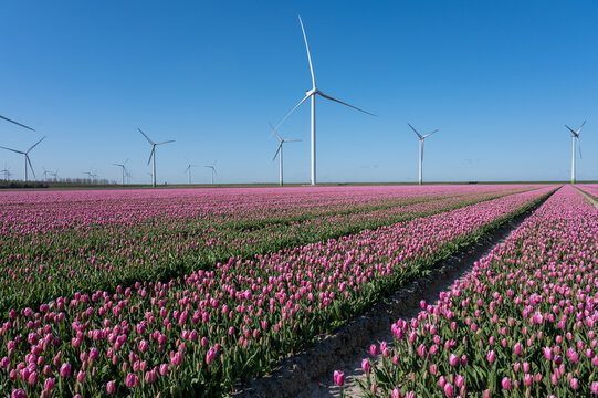 Tulips bulbs production in Netherlands, colorful spring fields with blossoming tulip flowers