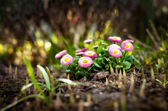 Bellis perennis common wild daisy pink and white gowan flower planted in the ground, dark garden bokeh