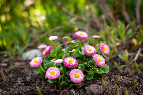 Bellis perennis common wild daisy pink and white gowan flower planted in the ground, garden bokeh