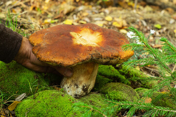Fototapeta premium Man picks a huge porcini mushroom