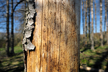 Nahaufnahme von Baumstamm mit kranker Baumrinde und Spuren von Borkenkäfer in vertrocknetem Wald - Stockfoto