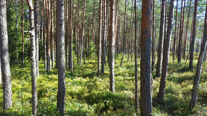 Fototapeta na wymiar estonia swamp moor landscape nature trail national park