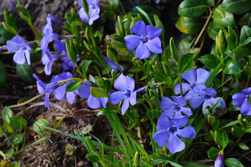 Vinca minor common names lesser periwinkle, dwarf periwinkle, small periwinkle, common periwinkle