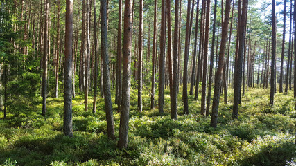 Fototapeta na wymiar estonia swamp moor landscape nature trail national park