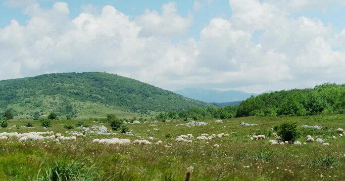 The herd of sheep on the grassland in Lika region of Croatia