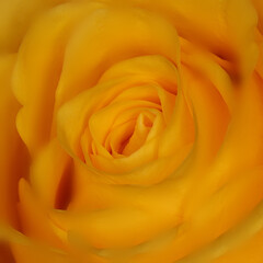 A beautiful orange rose macro in soft focus for a valentine