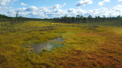 estonia swamp moor landscape nature trail national park