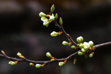 Zwetschgenblüte, Obstbaum, Baumblüte, Blüte