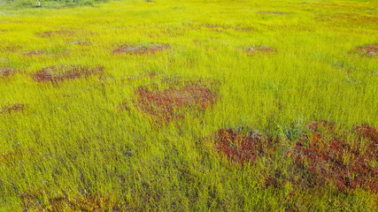 estonia swamp moor landscape nature trail national park