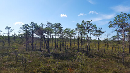 estonia swamp moor landscape nature trail national park