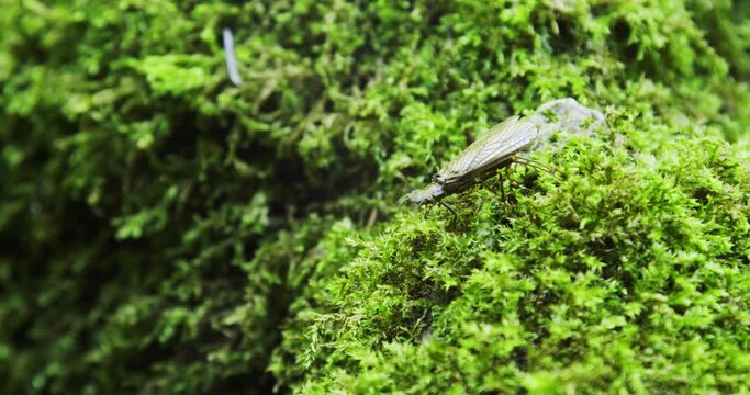 The adult caddisfly, (order Trichoptera) on the moss