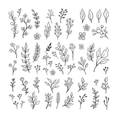 Hand drawn floral ornaments. Flowers and leaves doodle vector collection. Decorative plants illustrations. Nature decoration drawings handmade style.
