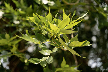 Fototapeta na wymiar Young tender green leaves.